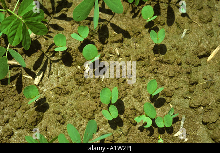 Senna Sichel oder sicklepod Senna Tora selbst Seeding landwirtschaftlicher Unkraut Sämlinge Stockfoto