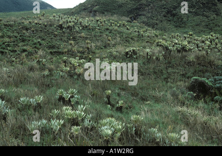 Vegetation auf 4800 m mit Frailejons ganze Schultzii in kolumbianischen Anden Stockfoto