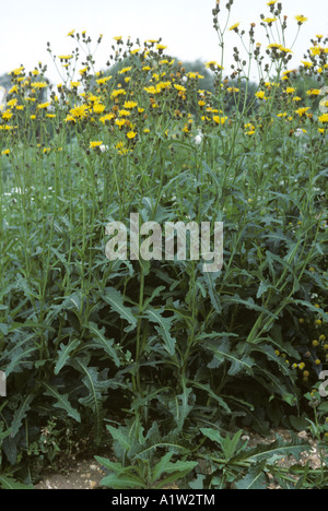 Mehrjährige Sowthistle Sonchus Arvensis Blüte Stockfoto