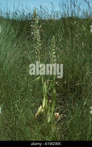 Eidechse Orchideen Himantoglossum Hircinum zwei Pflanzen auf einer Straße-Kante in der Provence Stockfoto