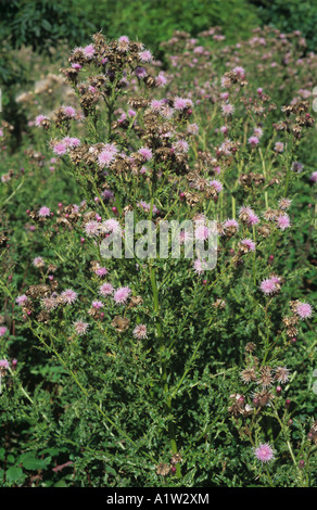 Schleichende Distel Cirsium Arvense Blütenpflanzen Stockfoto