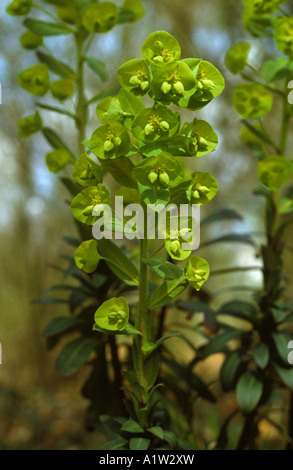 Holz-Wolfsmilch Euphorbia Amygdaloides Blume in einem leichten Wald Stockfoto