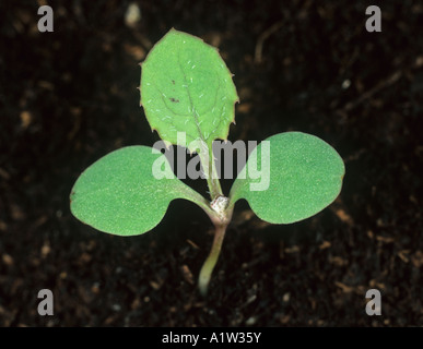 Mehrjährige Sow Thistle Sonchus Arvensis Sämling Keimblätter mit der Entwicklung von echten Blatt Stockfoto