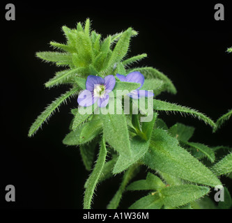 Wand-Ehrenpreis Veronica Arvensis blühende Pflanze Stockfoto