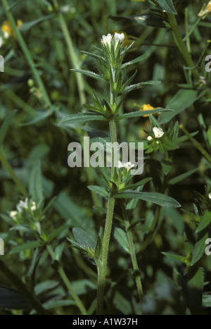 Feld Gromwell Lithorspermum Arvense Pflanze in Blüte Stockfoto