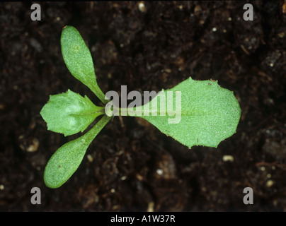 Greiskraut Senecio Vulgaris Sämling mit zweite wahre Blatt entwickeln Stockfoto