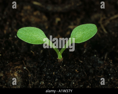 Smooth Hawksbeard Crepis Capillaris Sämling Keimblätter nur Stockfoto