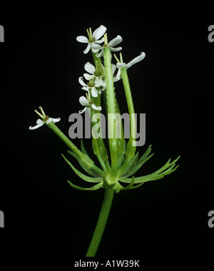 Hirten Nadel Scandix Pecten Veneris Blumen Stockfoto