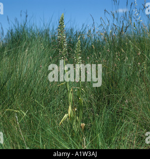 Eidechse Orchideen Himantoglossum Hircinum zwei Pflanzen auf einer Straße-Kante in der Provence Stockfoto