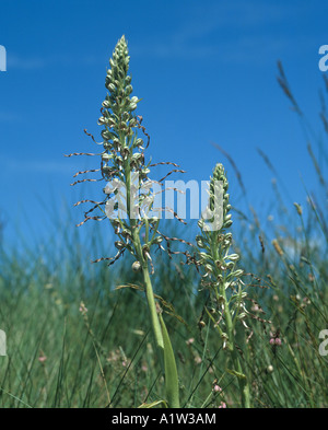 Eidechse Orchideen Himantoglossum Hircinum zwei Pflanzen auf einer Straße-Kante in der Provence Stockfoto