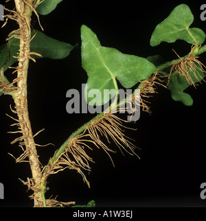 Ivy Hedera Helix Adventiv Wurzeln verwendet, um auf vertikalen Oberflächen festhalten Stockfoto