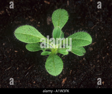 Gemeinsame Maus Ohr Cerastium Fontanum kleine Pflanze Stockfoto