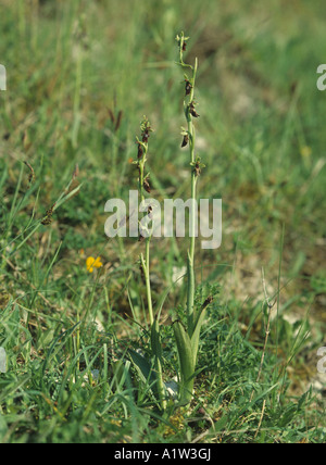 Fliegen Sie mit Kreide Downland Orchidee Ophrys Insectifera Blütenpflanzen Stockfoto
