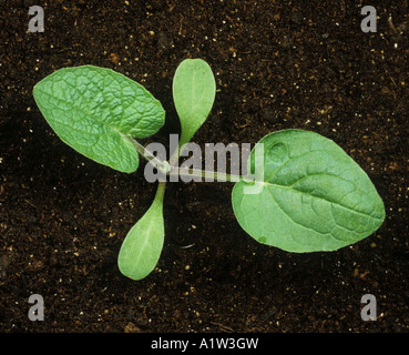 Geringerem Klette Arctium minus Keimling mit zwei Blätter wahr Stockfoto