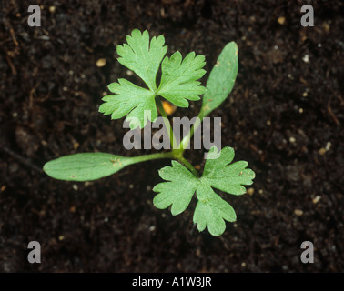 Narren Petersilie Aethusa Cynapium Keimling mit zwei Laubblätter Stockfoto