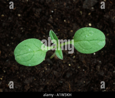 Feld Gromwell Lithospermum Arvense Sämling Keimblätter nur Stockfoto