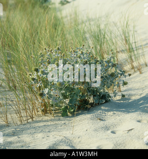 Meer-Holly Eryngium Maritimum Blütenpflanzen in Sanddünen an der Küste von Frankreich Atantic Stockfoto