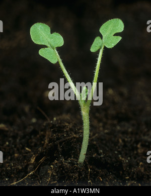 Gemeinsamen Störche Rechnung Erodium Cicutarium Sämling mit markanten Keimblätter nur Stockfoto