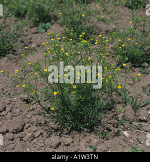 Mais-Hahnenfuß Ranunculus Arvensis Pflanze in Blüte Stockfoto