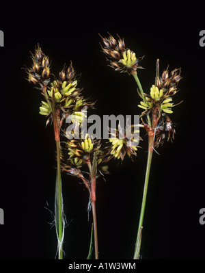 Feld Woodrush Karfreitag grass Luzula Campestris Blüte Rush Spitzen Stockfoto