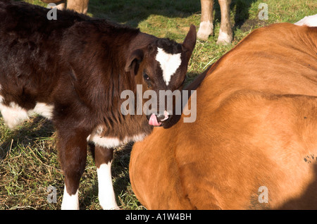 Rote Kuh und schwarzen und weißen Friesan Kalb in St Cross Wässermatten, Winchester, Hampshire, England Stockfoto