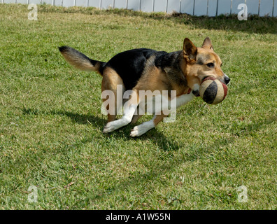Hund mit Ball im Mund laufen im Hinterhof Stockfoto