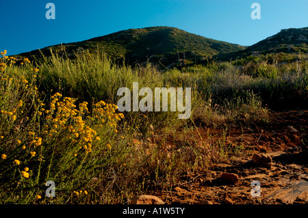 Cowles Berg in "Mission Trails Regional Park". Stockfoto
