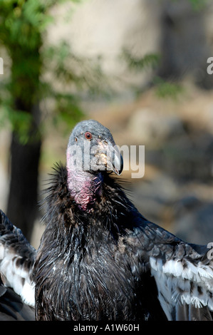 Kalifornien-Kondor Gymnogyps Californianus San Diego Wild Animal Park Escondido Kalifornien USA Stockfoto