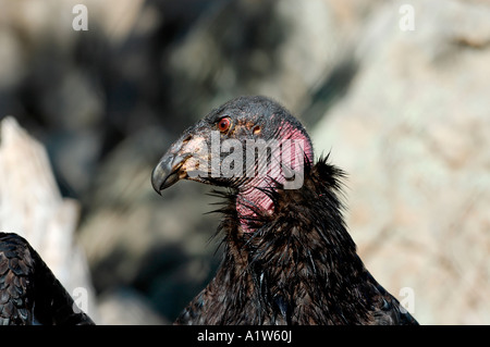 Stock Foto von einem Kalifornien-Kondor Gymnogyps Californianus im Safari Park, Escondido, Kalifornien, USA Stockfoto