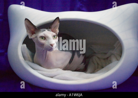 Haarlose Sphynx Katze im Käfig gesehen auf nationalen Cat Show Olympia London 2005 Stockfoto