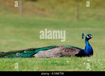 Pfau, liegend Stockfoto