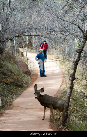 Wandern im Zion-Nationalpark, Utah. Stockfoto