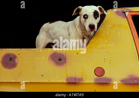 Gefleckte Hund hinter Ute, Australien Stockfoto