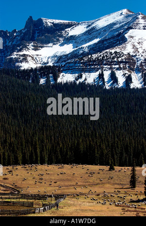 Schafbeweidung im Herbst bei Lizard Head Pass Colorado USA Stockfoto