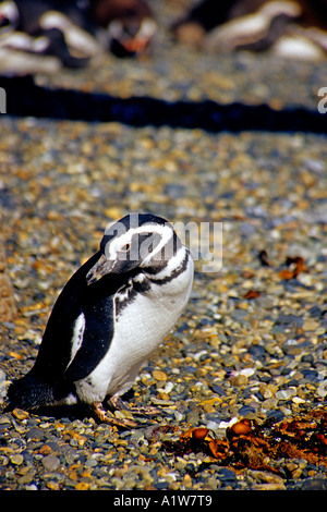 Magellanic Penguin, Seno Otway in Patagonien, Chile Stockfoto