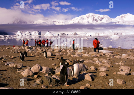 Antarktis erkunden eine Gentoo-Pinguin-Kolonie. Stockfoto
