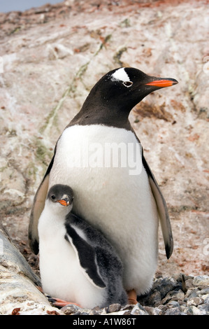 Antarktis Gentoo Penguin Erwachsener und Küken. Stockfoto