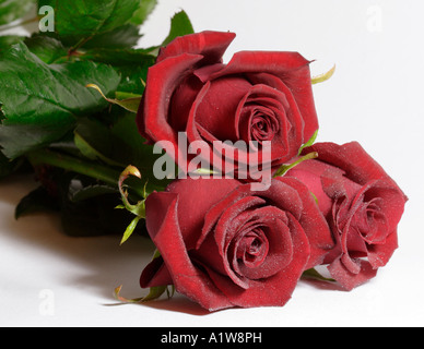 Rote Rosen Stockfoto