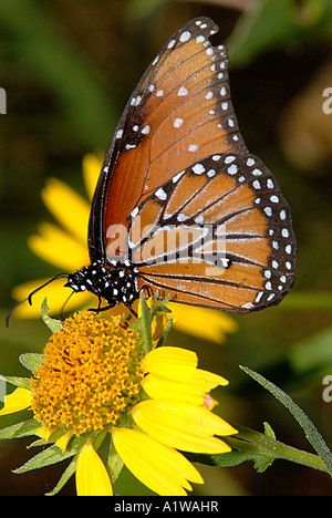 Königin, Schmetterling Danaus Gilippus Fütterung auf eine Blume Blüte. Schmetterlinge sind manchmal bezeichnet als fliegende Blumen. Stockfoto