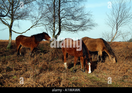 New Forest Ponys Weiden in Hampshire Landschaft England UK Stockfoto