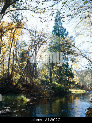 Farben des Herbstes in Sierra Foothills Kalifornien Stockfoto