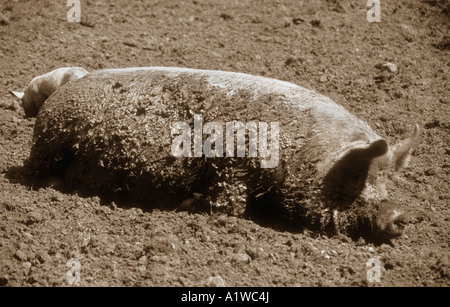 Erwachsene weibliche Schwein (Sau), liegend In Schlamm Kühlung & schützen ihre Haut gegen einen heißen Sommer Sonne abgedeckt. Stockfoto