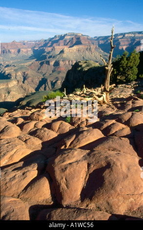Yuccas in Grand canyon Stockfoto