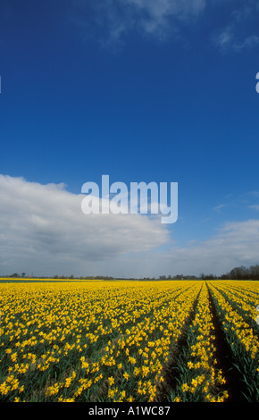 Felder der Frühling Narzissen Spalding Lincolnshire England UK GB EU Europa Stockfoto
