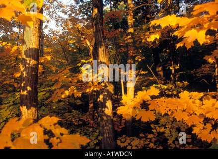 Eine anschauliche Darstellung der goldene farbige Ahornblätter befindet sich In New England USA während der Herbstzeit & Saison. Stockfoto