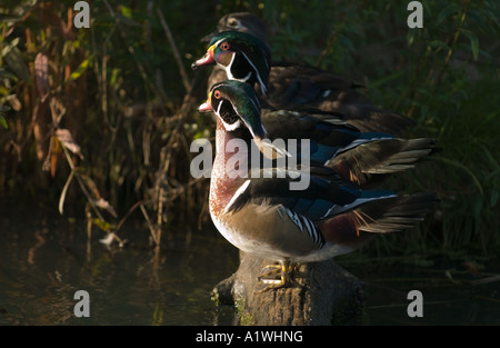 Brautente (Aix Sponsa) zwei Männchen und Weibchen stehend auf das Protokoll über Wasser am frühen Abend London Wetland Centre England Europa Stockfoto