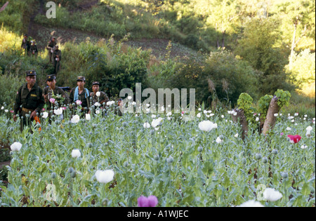 BURMA. SHAN STATE ARMY GUERILLAS ANKUNFT IN ORTSLAGE HILL TRIBE DURCH EIN FELD VON SCHLAFMOHN 2001 BEGRÜßT WERDEN Stockfoto