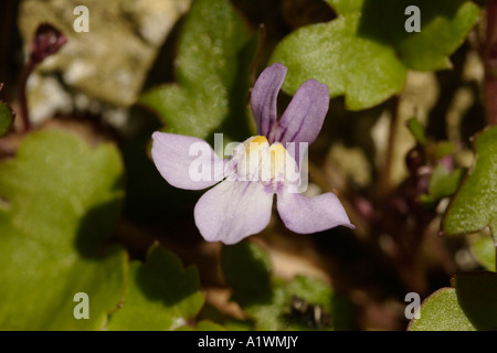 Efeu-leaved Leinkraut (Cymbalaria Muralis), Frankreich Stockfoto