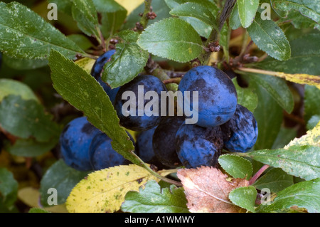 Schlehen auf Schlehe Prunus Spinosa Herbst Stockfoto