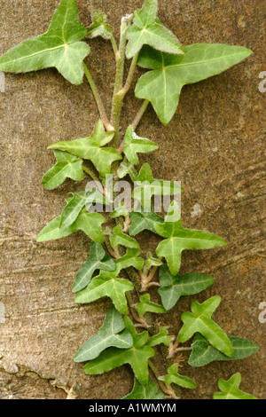 Efeu (Hedera Helix) aufwachsen Baumstamm Stockfoto